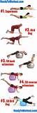 Lower Back Muscle Strengthening Exercises Photos